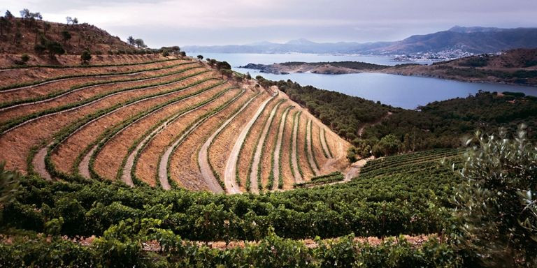 Los viñedos de la familia Suqué Mateu en el Empordà / GRUP PERALADA