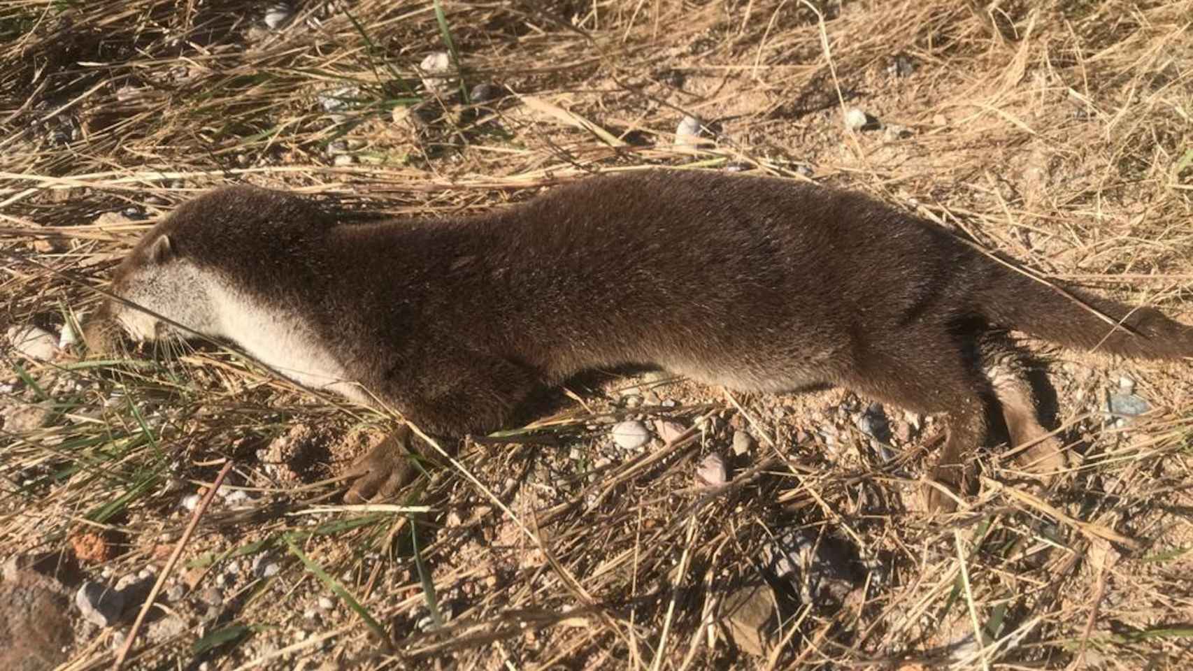 Aparece muerta la única nutria del parque fluvial del Besòs, en Santa Coloma de Gramenet / REDES SOCIALES