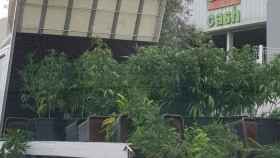 Camión repleto de plantas de marihuana / @ANTIRADARCATALA