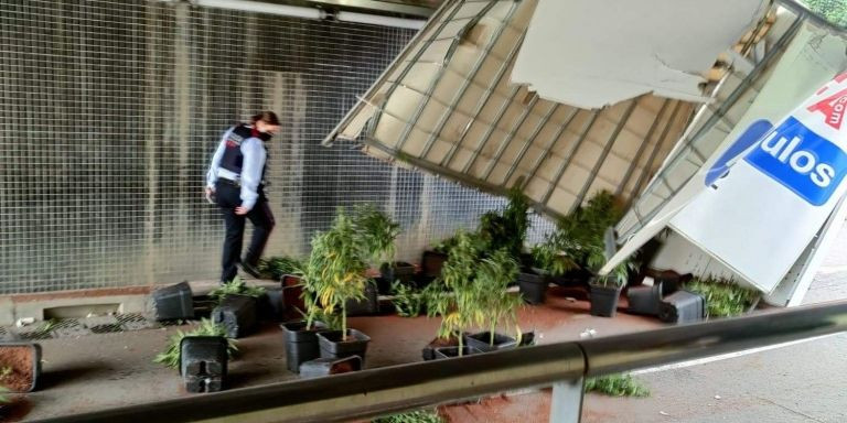 Camión accidentado con algunas plantas de marihuana que transportaba / @ANTIRADARCATALA