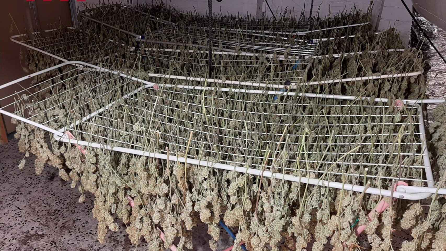 Desmantelan 1.400 plantas de marihuana en dos inmuebles de Cobera y Vallirana (Barcelona) / MOSSOS