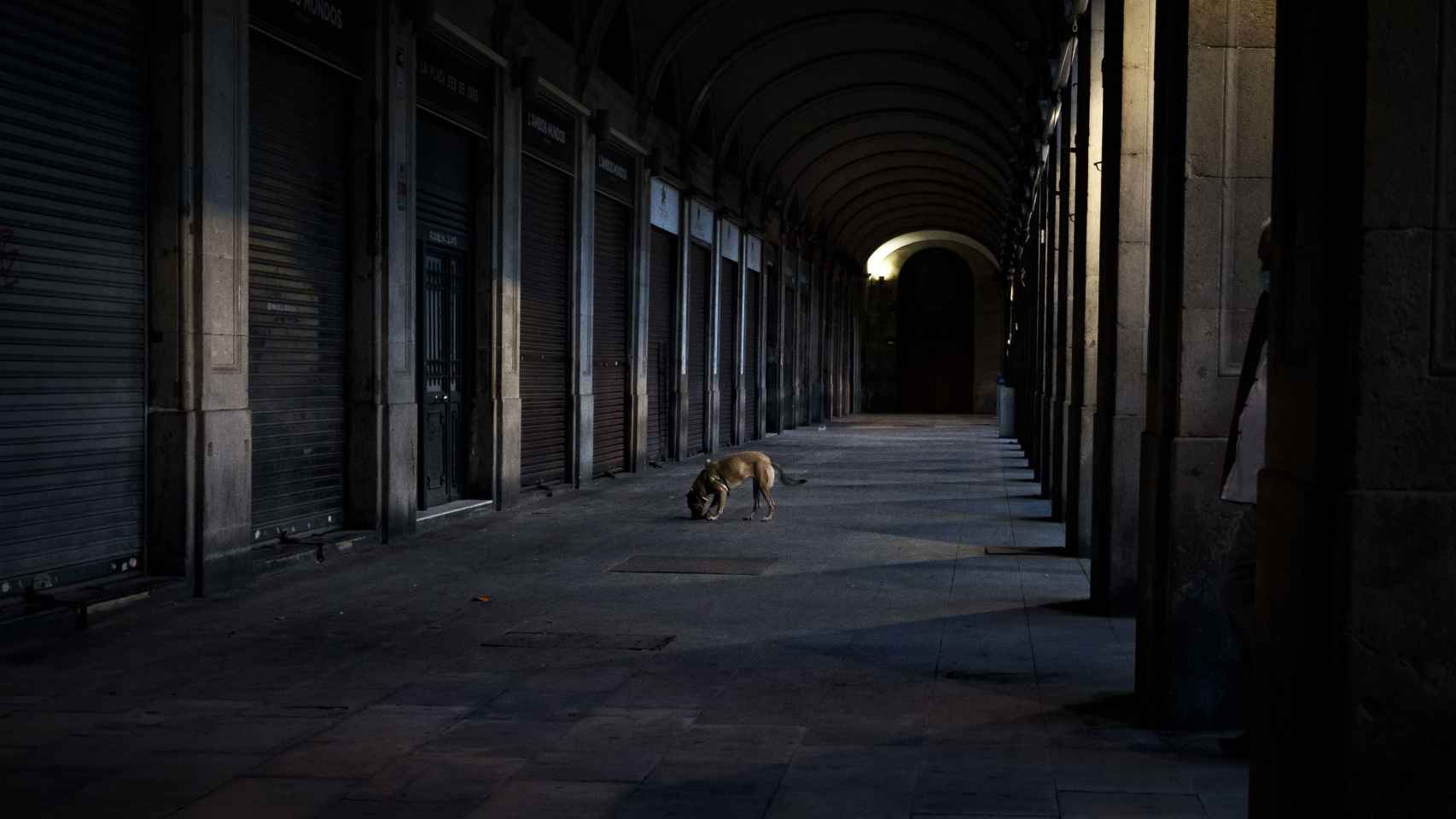 Un perro camina por los aledaños del mercado de la Boquería, en Barcelona / PABLO MIRANZO (MA)