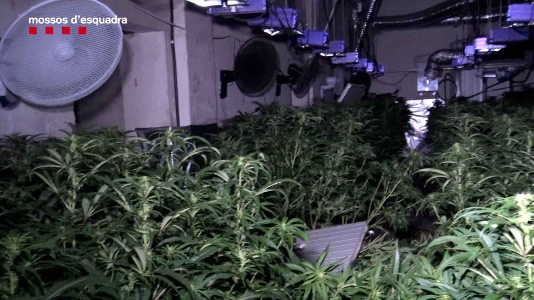 Desarticulan dos familias que cultivaban marihuana en masías de Barcelona y Girona/ MOSSOS D'ESQUADRA