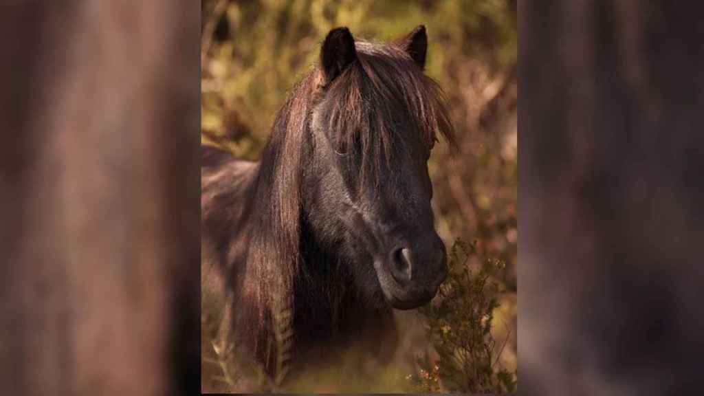 Imagen del poni abatido en el Parque del Garraf / FUNDACIÓ MIRANDA