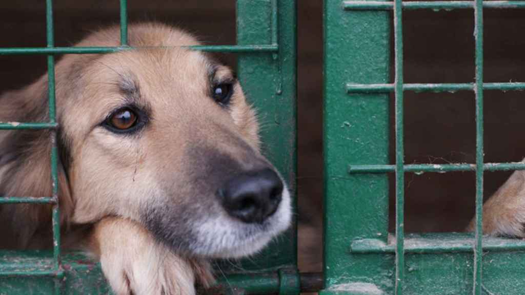 Perro en el Centro de Acogida de Animales de Compañía de Barcelona / COVB