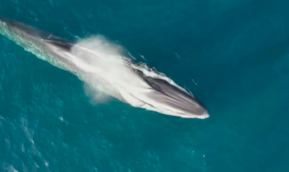 Avistamiento de ballenas ante la costa del Garraf / ASOCIACIÓN EDMAKTUB