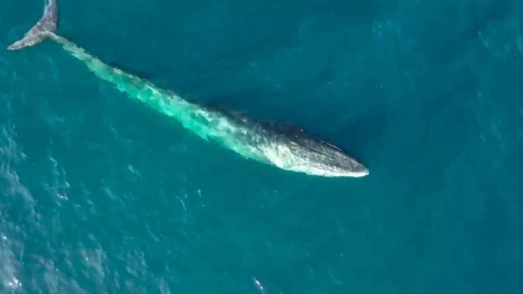 Dos ballenas se pasean por la costa barcelonesa / REUTERS