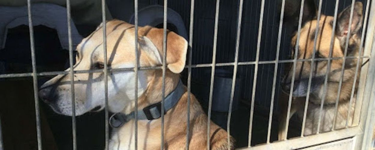 Dos perros en el Centro de Acogida de Animales de Compañía de Barcelona / ARCHIVO