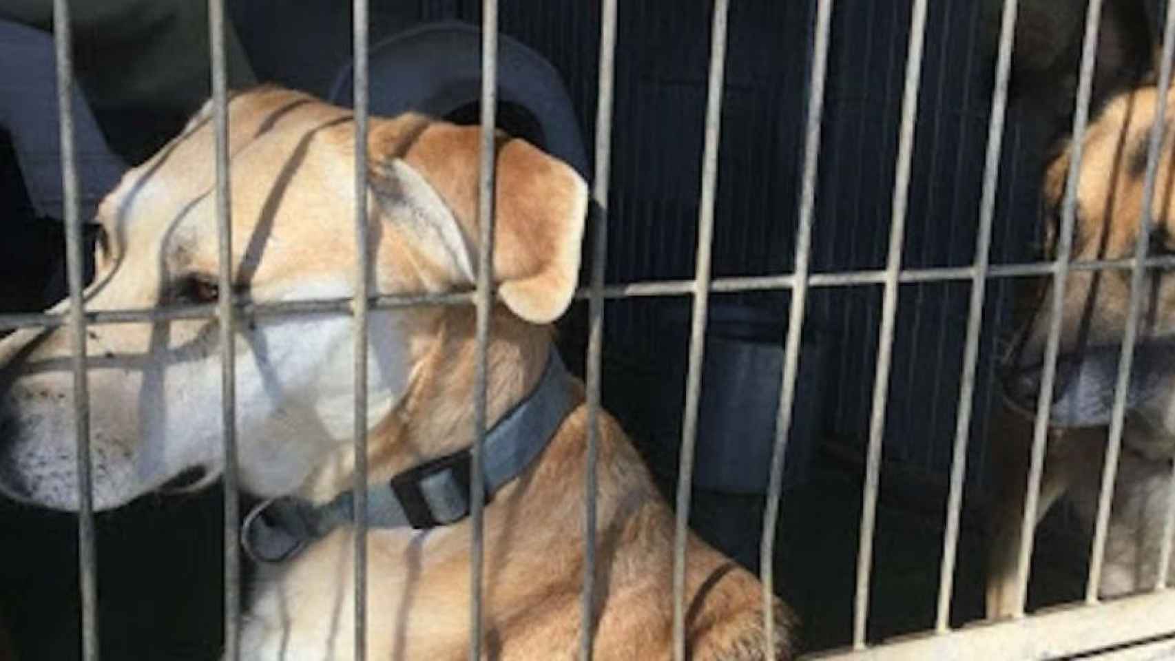 Dos perros en el Centro de Acogida de Animales de Compañía de Barcelona / ARCHIVO