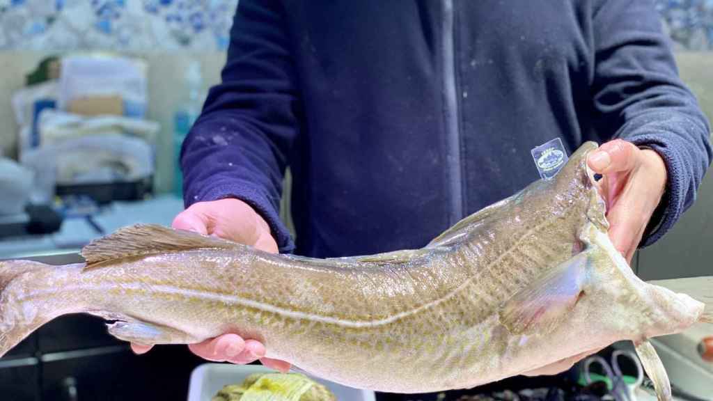 Un pescadero de la Boqueria sostiene un bacalao / MERCAT DE LA BOQUERIA