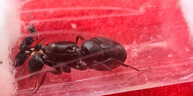 Una de las reinas de 'camponotus micans' que Víctor tiene en casa / CEDIDA