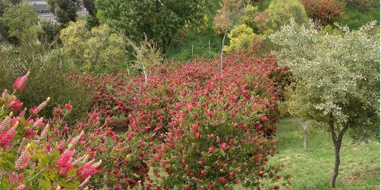 Una de las áreas del jardín botánico / MUSEU DE CIÈNCIES NATURALS DE BCN