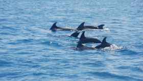 Una familia de delfines en una imagen de archivo