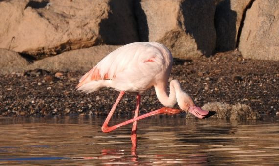 Flamenco avistado en el parque fluvial del Besòs / XAVIER LARRUY