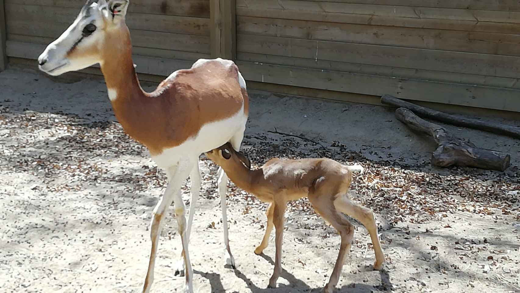 La gacela dama mohor nacida en Barcelona, junto a su madre / ZOO DE BARCELONA