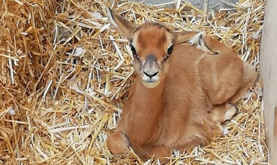 Ejemplar de gacela dama mohor nacida en Barcelona / ZOO DE BARCELONA