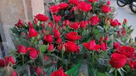 Rosas de Sant Jordi de las mejores floristerías de Barcelona / HERBS