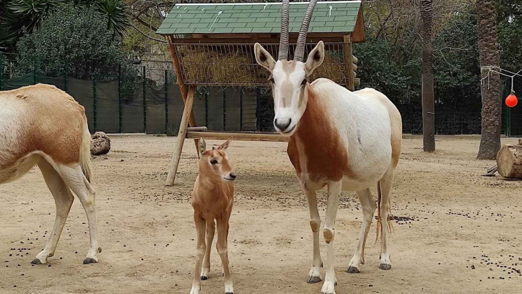 La cría de oryx blanco nacida en el Zoo de Barcelona / AYUNTAMIENTO DE BARCELONA