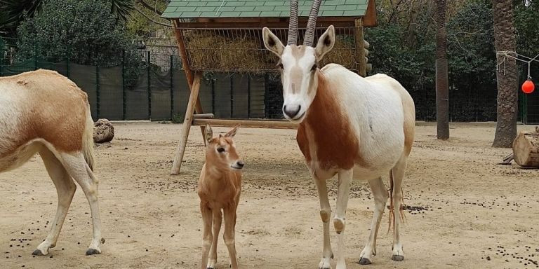 La cría de oryx blanco nacida en el Zoo de Barcelona / AYUNTAMIENTO DE BARCELONA