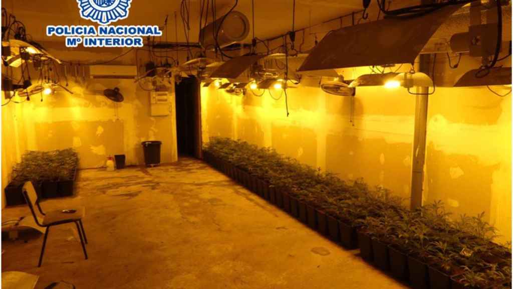 Imagen del garaje de Cornellá de Llobregat donde desmantelaron 385 plantas de marihuana / POLICÍA NACIONAL