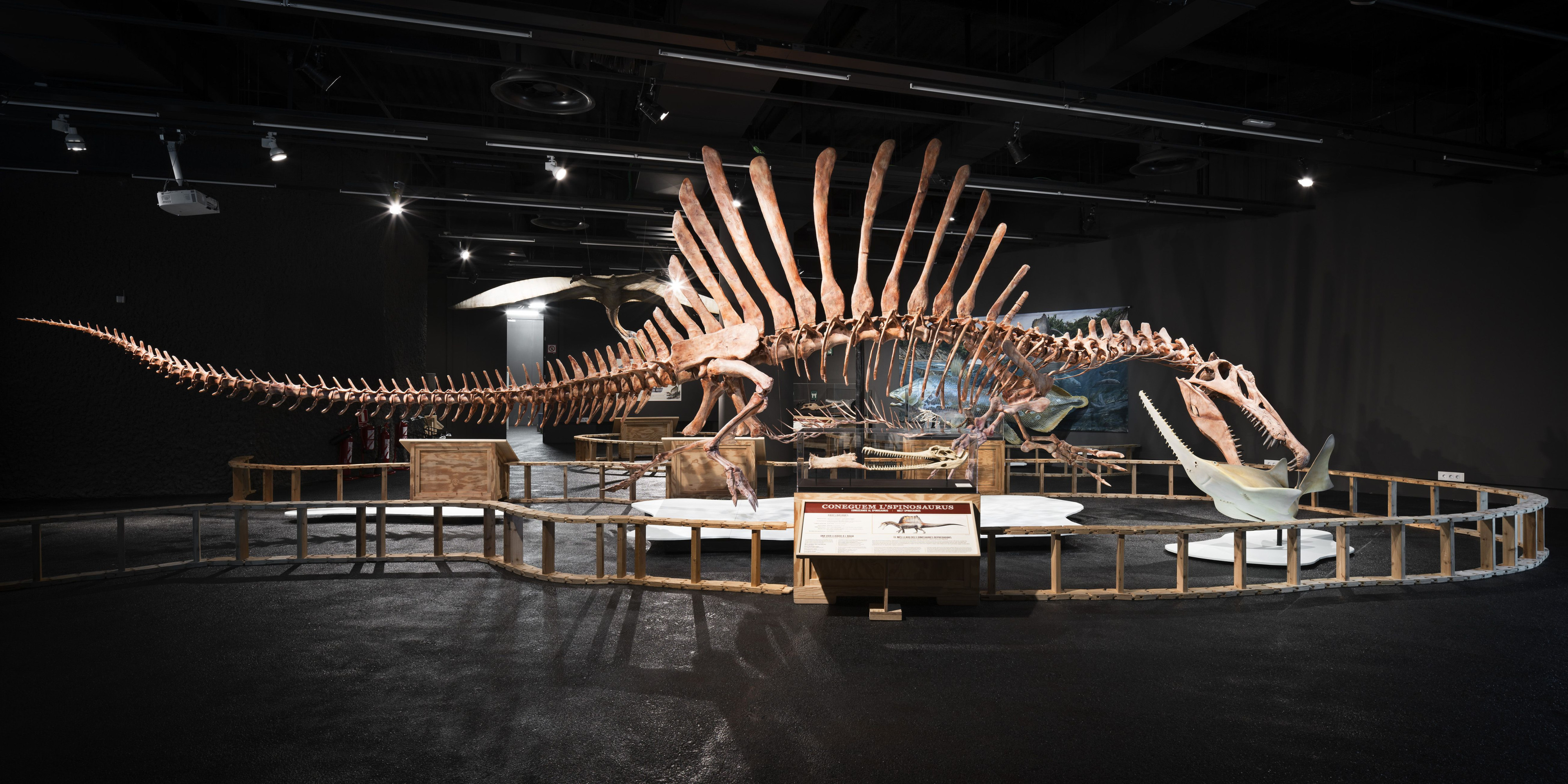 Museo de las Ciencias Naturales de Barcelona, uno de los que se puede visitar gratis los domingos / MUSEO DE CIENCIAS NATURALES