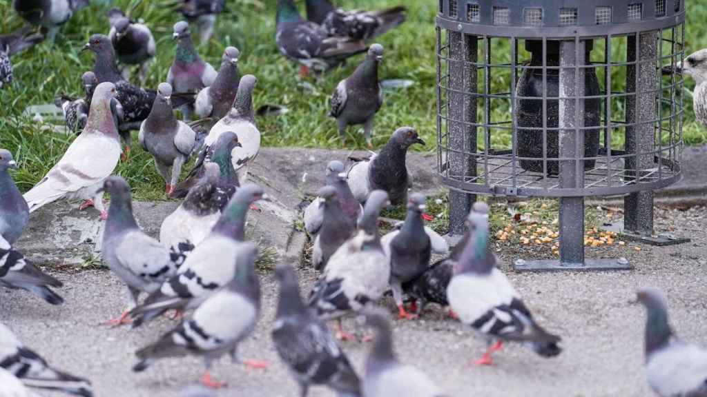 Palomas junto a un dispensador de pienso anticonceptivo / AYUNTAMIENTO DE POBLACIÓN