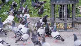 Palomas junto a un dispensador de pienso anticonceptivo / AYUNTAMIENTO DE POBLACIÓN