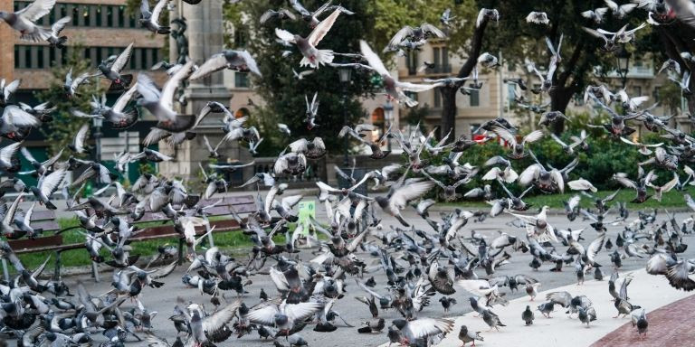 Palomas en la plaza de Catalunya de Barcelona / AYUNTAMIENTO DE BARCELONA