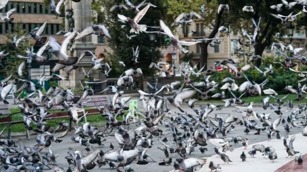 Palomas en la plaza de Catalunya de Barcelona