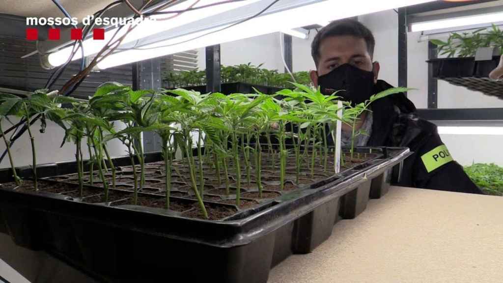 Un policía observa varias plantas de marihuana decomisadas / MOSSOS D'ESQUADRA