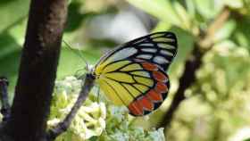 Una mariposa se posa sobre una planta / EUROPA PRESS