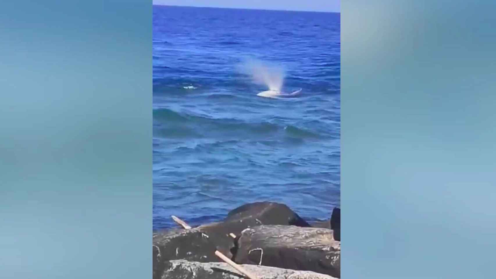 Una ballena, en la desembocadura del Besòs / REDES SOCIALES