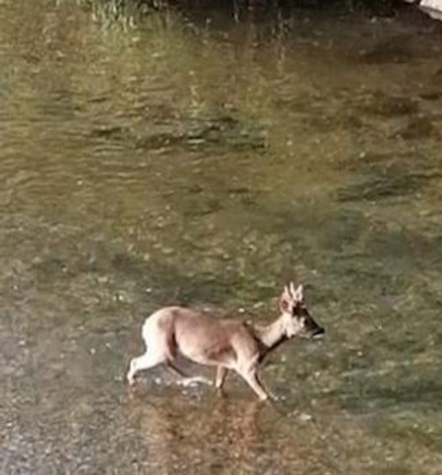 Un corzo en el Parc Fluvial del Besòs / MAREA VERDE SANT ADRIÀ DE BESÒS