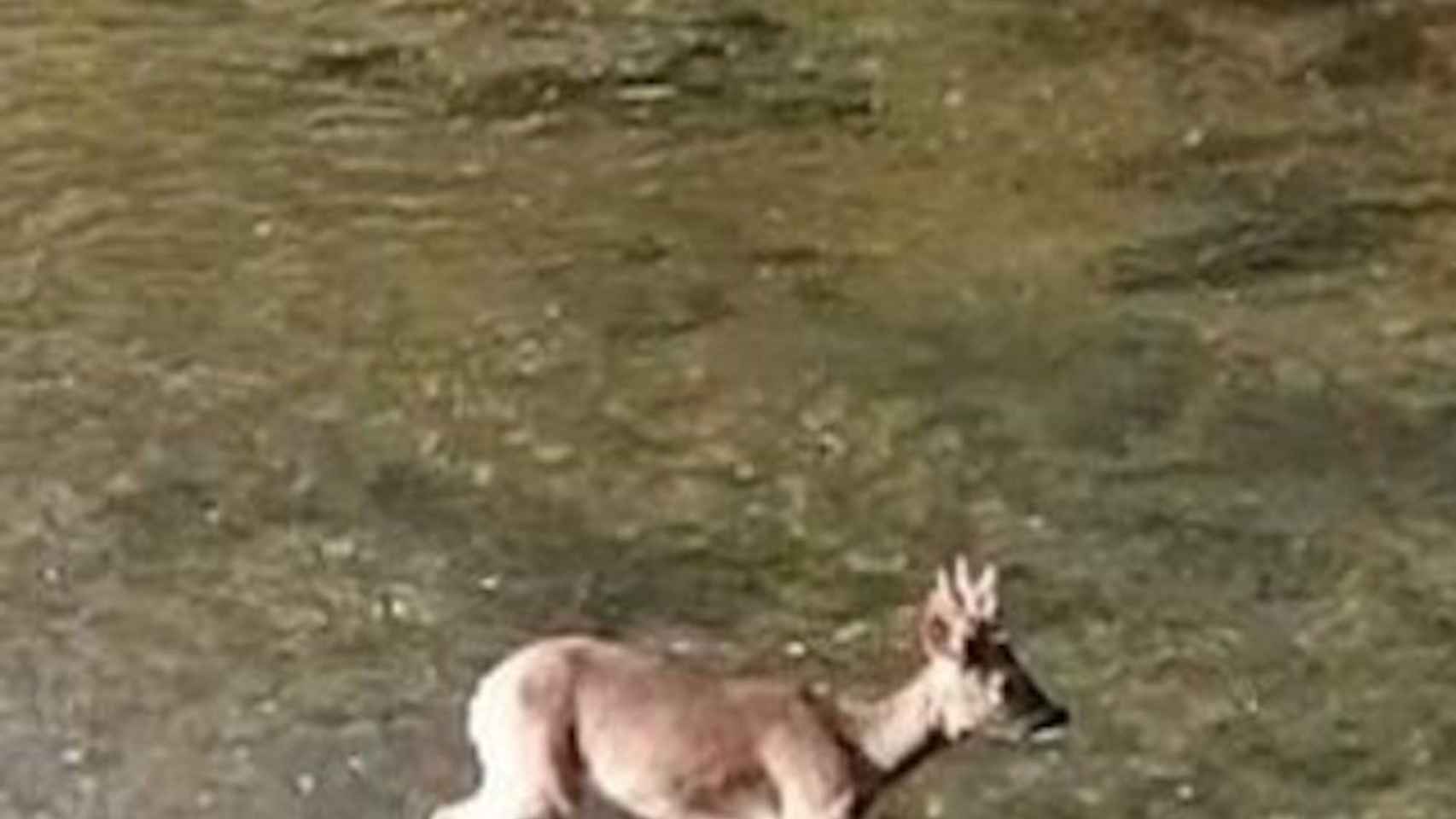 Un corzo en el Parc Fluvial del Besòs / MAREA VERDE SANT ADRIÀ DE BESÒS