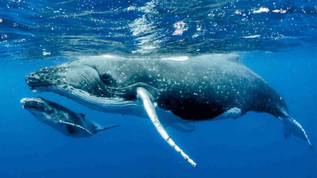 Dos ejemplares de ballena gris en una imagen de archivo