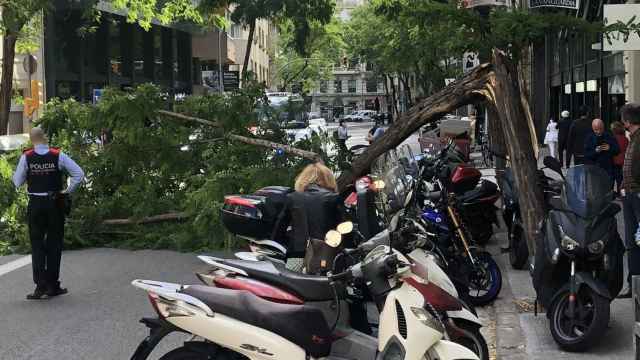 Un árbol se rompe por la mitad y cae en plena Travessera de Gràcia / TWITTER - CARLOS GARCÍA