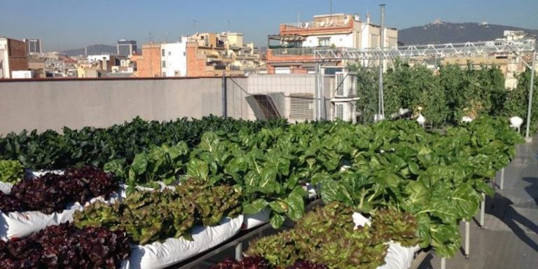 Imagen de un huerto urbano en una cubierta de Barcelona / IRTA - GENERALITAT DE CATALUNYA