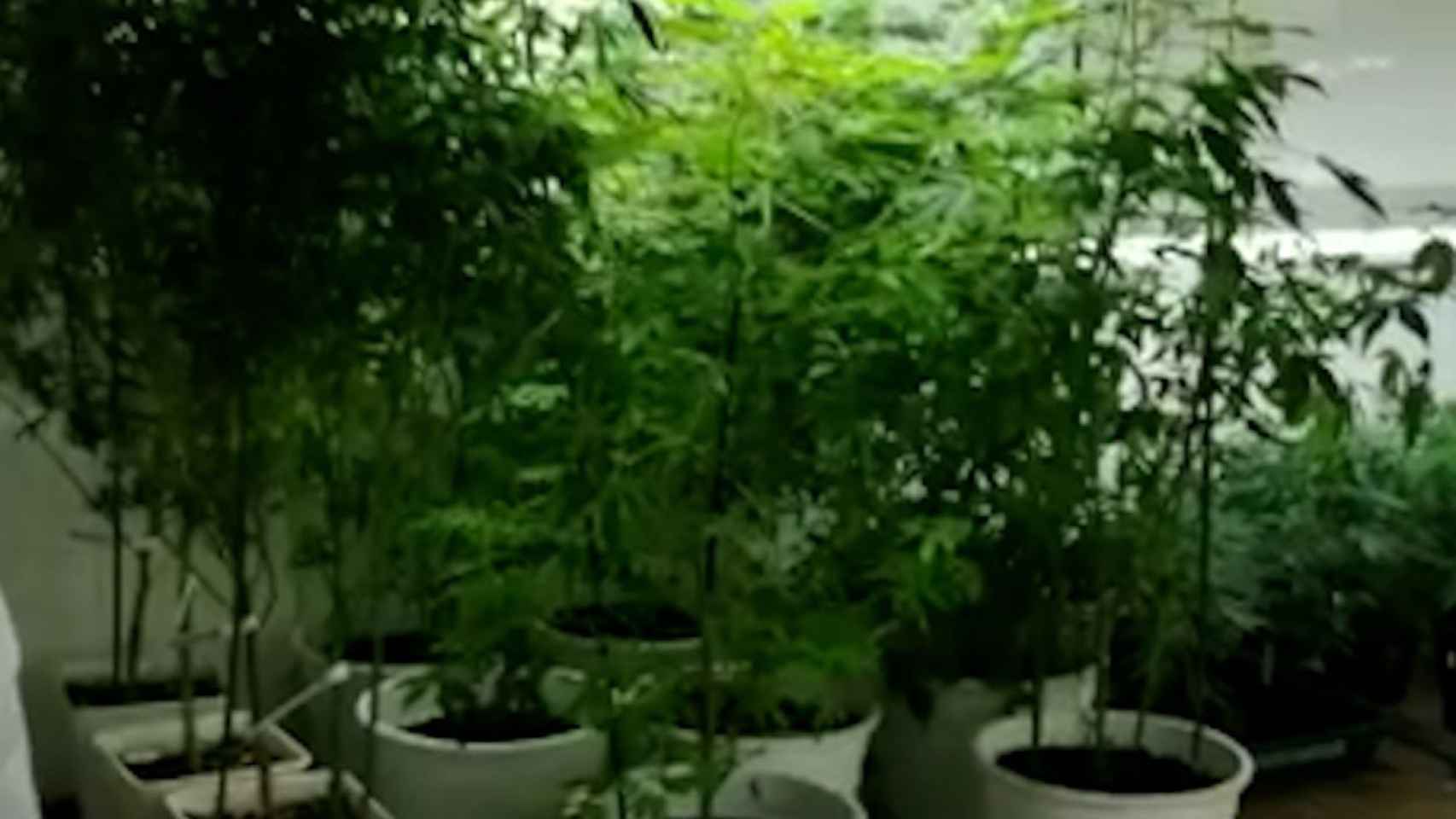 Plantas de marihuana decomisadas en una nave industrial de Sabadell / MOSSOS D'ESQUADRA