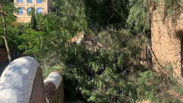 El árbol caído, en medio del camino del Park Güell / CEDIDA