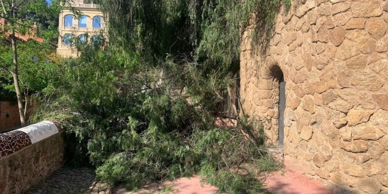 El árbol, desplomado, en el Park Güell / CEDIDA