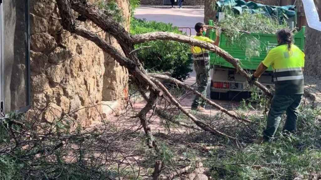 Trabajadores municipales retiran el árbol caído en el Park Güell / CEDIDA