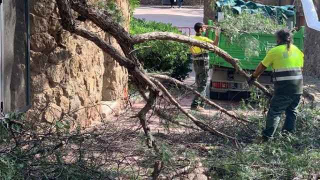 Trabajadores municipales retiran el árbol caído en el Park Güell / CEDIDA