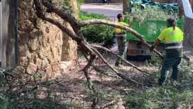 Trabajadores municipales retiran el árbol caído en el Park Güell / CEDIDA