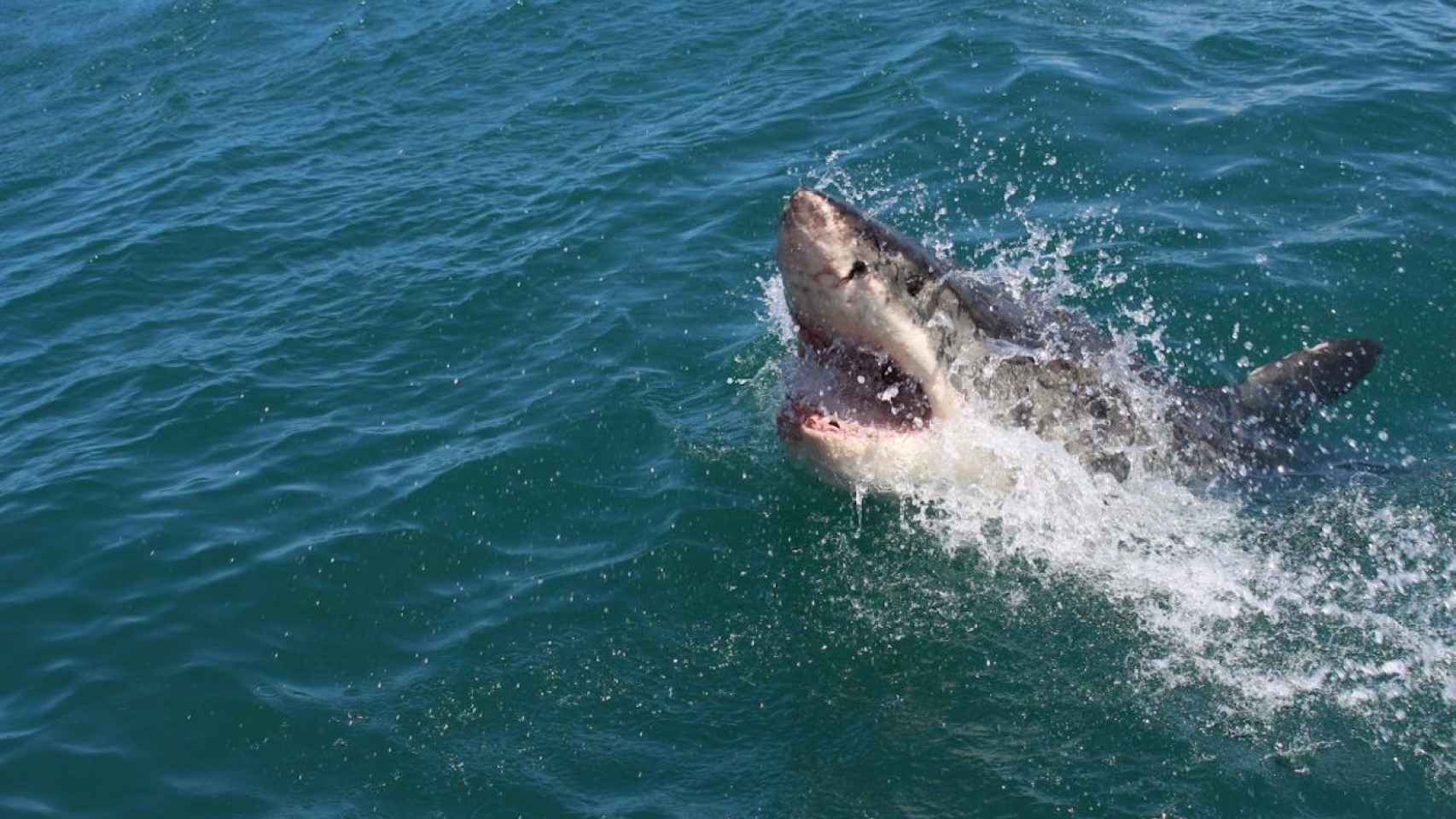 Un tiburón en el mar en una imagen de archivo / Unsplash