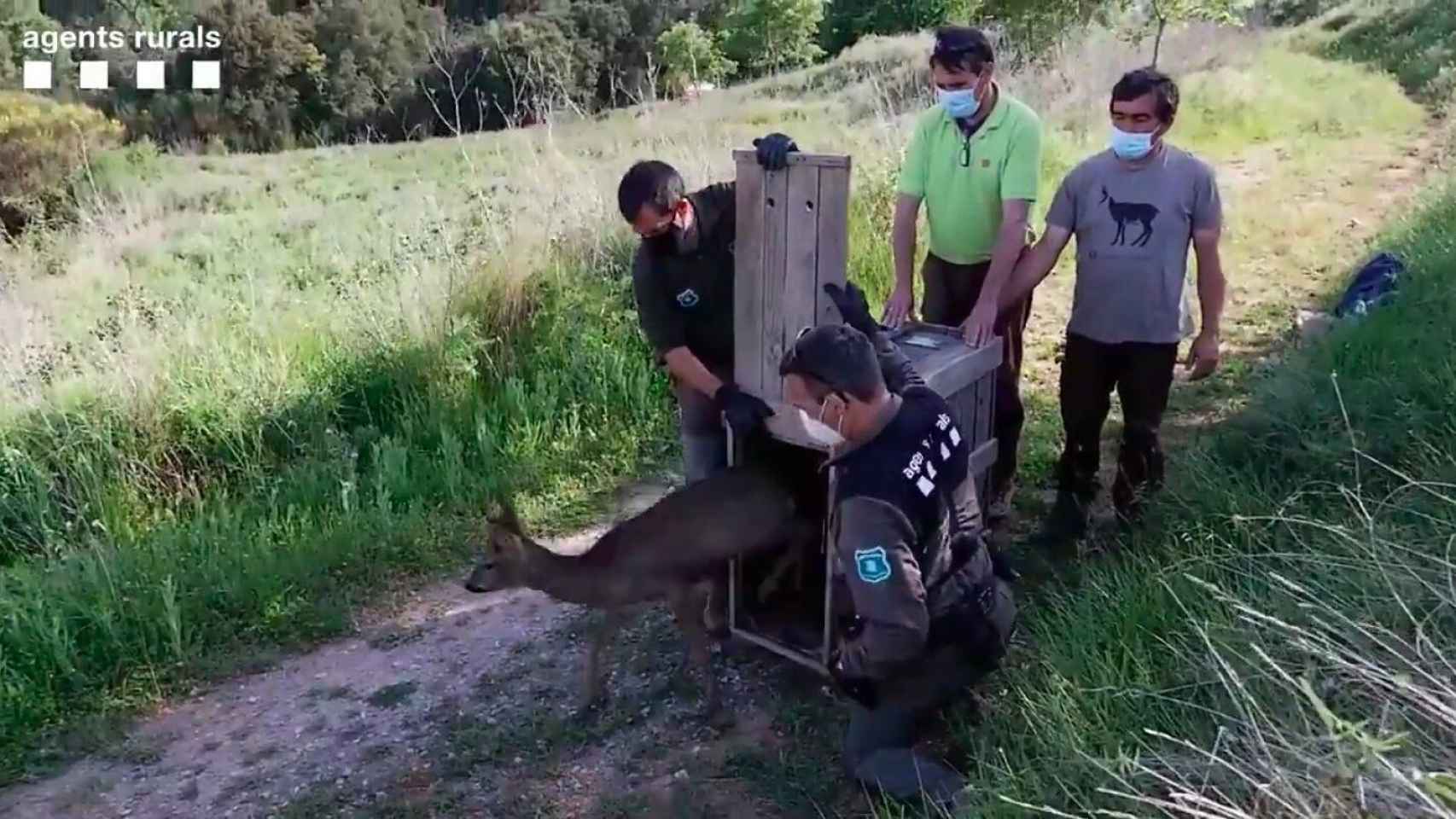 El corzo rescatado en el Besòs en el momento de su liberación / AGENTS RURALS