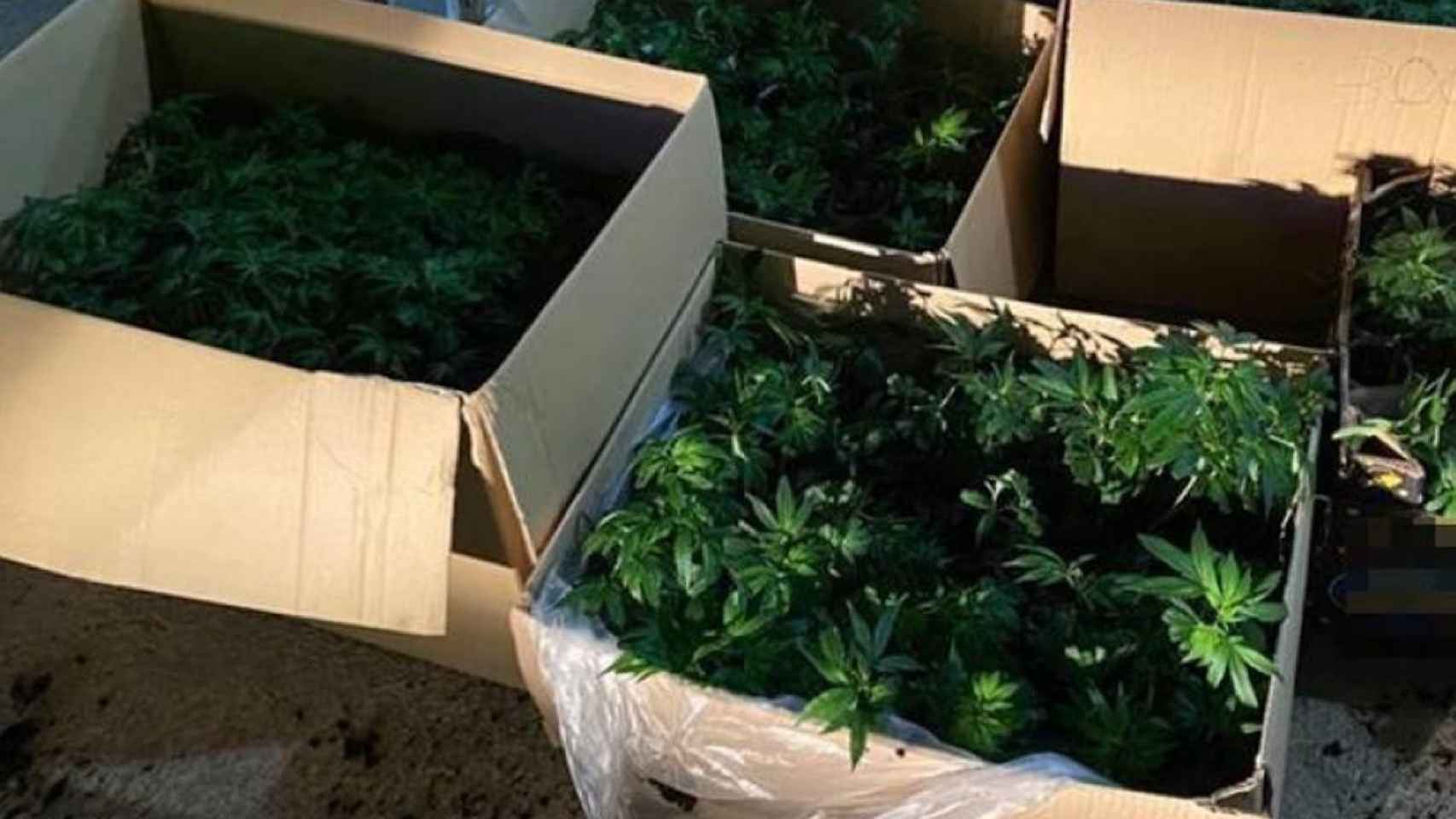 Esquejes de marihuana en una imagen de archivo / POLICÍA NACIONAL