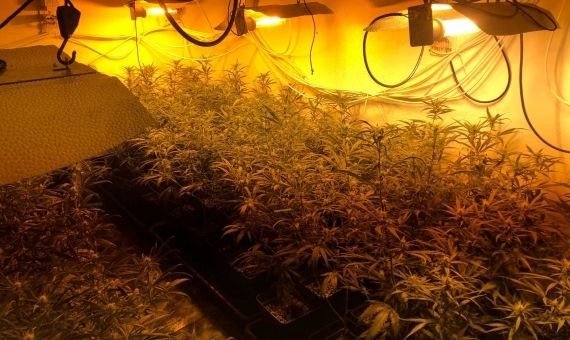 Desmantelado un cultivo de marihuana en Sant Martí / GUARDIA URBANA