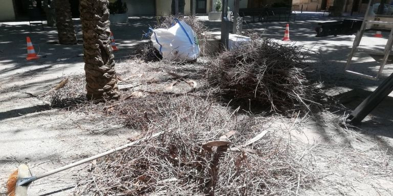 Los restos de los nidos en el suelo de la plaza Nadal tras la intervención municipal / CORAZÓN DE PALOMA