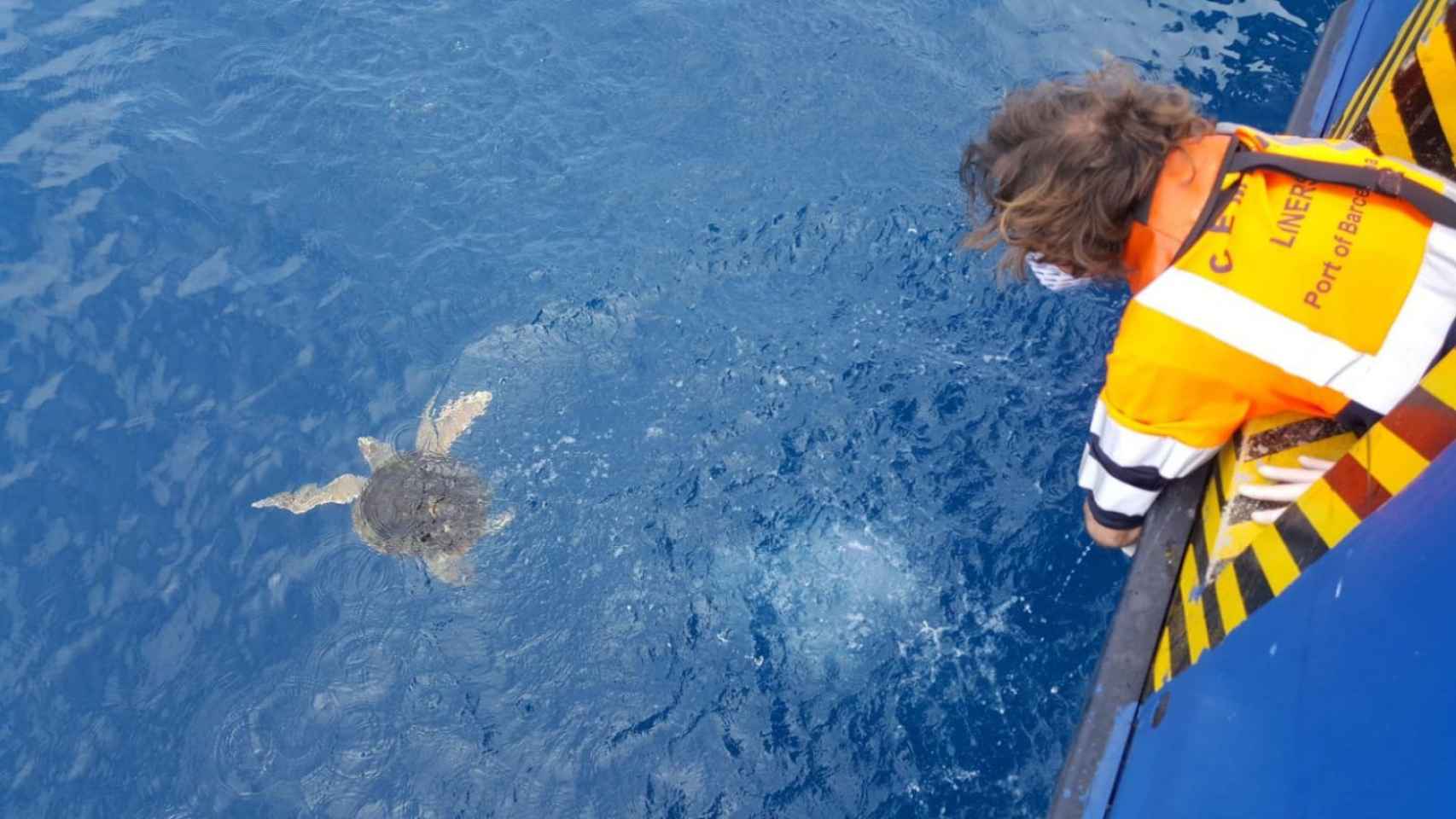 La tortuga liberada en Barcelona / betevé