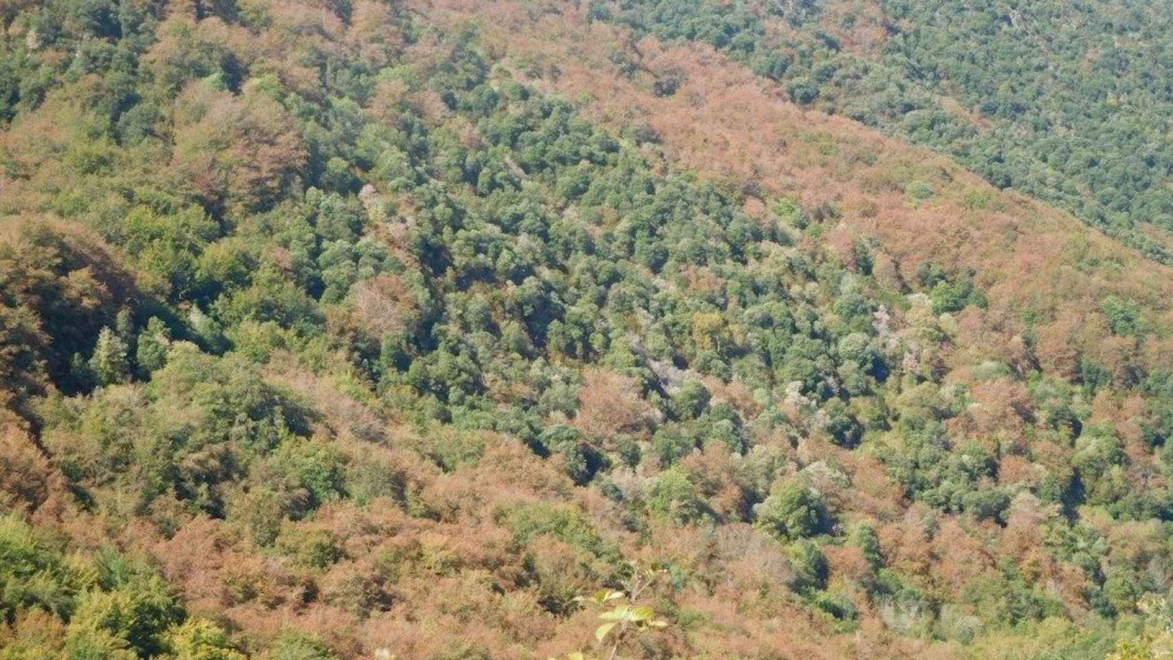 Imagen de archivo del parque natural del Montseny / EFE